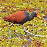 Aves Non Passeriformes - Charadriiformes: Outras