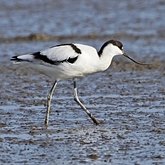 Aves Non Passeriformes - Charadriiformes: Outras