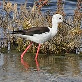 Aves Non Passeriformes - Charadriiformes: Outras