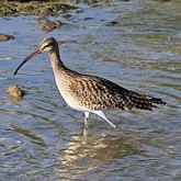 Aves Non Passeriformes - Charadriiformes: Outras