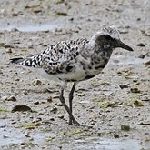 Aves Non Passeriformes - Charadriiformes: Outras