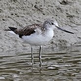 Aves Non Passeriformes - Charadriiformes: Outras