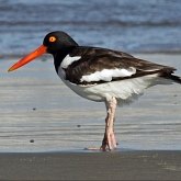Aves Non Passeriformes - Charadriiformes: Outras