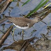 Aves Non Passeriformes - Charadriiformes: Outras