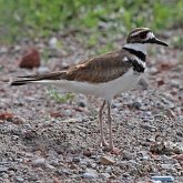 Aves Non Passeriformes - Charadriiformes: Outras