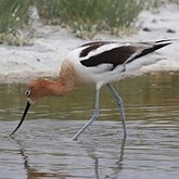 Aves Non Passeriformes - Charadriiformes: Outras