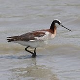 Aves Non Passeriformes - Charadriiformes: Outras