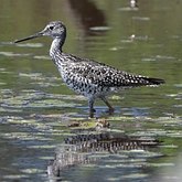 Aves Non Passeriformes - Charadriiformes: Outras