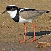 Aves Non Passeriformes - Charadriiformes: Outras