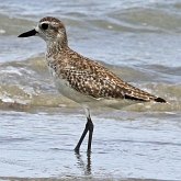 Aves Non Passeriformes - Charadriiformes: Outras