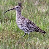 Aves Non Passeriformes - Charadriiformes: Outras