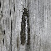 Chauliodes rastricornis