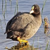 Ptaki Non Passeriformes - Chruściele, żurawie