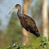 Ptaki Non Passeriformes - Chruściele, żurawie