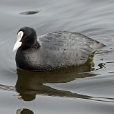 Ptaki Non Passeriformes - Chruściele, żurawie