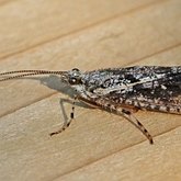 Owady - Chruściki (Trichoptera)