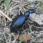 Owady - Chrząszcze (Coleoptera)