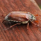 Owady - Chrząszcze (Coleoptera)