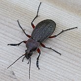 Owady - Chrząszcze (Coleoptera)