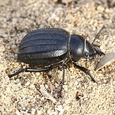 Owady - Chrząszcze (Coleoptera)