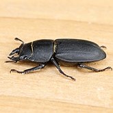 Owady - Chrząszcze (Coleoptera)