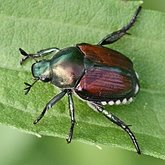 Owady - Chrząszcze (Coleoptera)