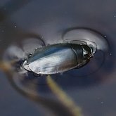 Owady - Chrząszcze (Coleoptera)