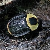 Owady - Chrząszcze (Coleoptera)