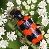 Owady - Chrząszcze (Coleoptera)