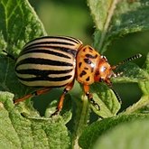 Owady - Chrząszcze (Coleoptera)