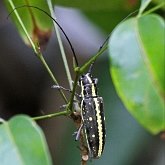 Owady - Chrząszcze (Coleoptera)