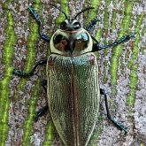 Owady - Chrząszcze (Coleoptera)