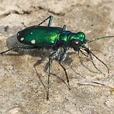 Cicindela sexguttata