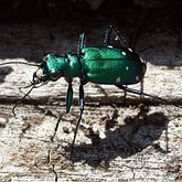 Cicindela sexguttata