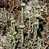 Cladonia fimbriata