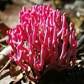 Clavaria zollingeri