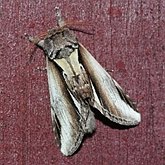 Owady - Ćmy: Lepidoptera, Noctuoidea