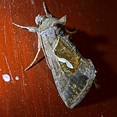 Owady - Ćmy: Lepidoptera, Noctuoidea