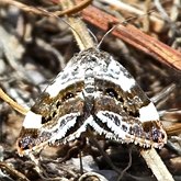 Owady - Ćmy: Lepidoptera, Noctuoidea