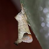 Owady - Ćmy: Lepidoptera, Noctuoidea