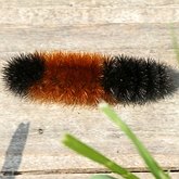 Owady - Ćmy: Lepidoptera, Noctuoidea