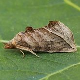 Owady - Ćmy: Lepidoptera, Noctuoidea