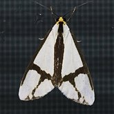Owady - Ćmy: Lepidoptera, Noctuoidea