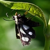 Owady - Ćmy: Lepidoptera, Noctuoidea