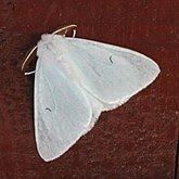 Owady - Ćmy: Noctuoidea