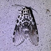 Owady - Ćmy: Noctuoidea