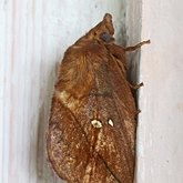 Owady - Ćmy, pozostałe