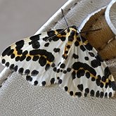 Owady - Ćmy, pozostałe