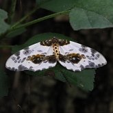 Owady - Ćmy, pozostałe