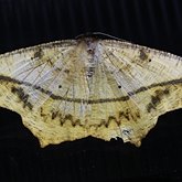 Owady - Ćmy, pozostałe